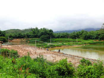 Scenic view of rice field against sky