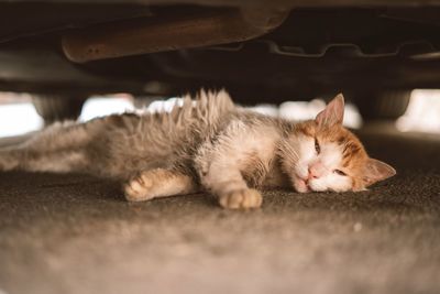 Close-up of cat lying on street