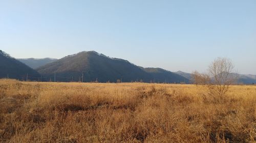 Scenic view of field against clear sky