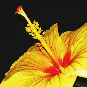 Close-up of yellow flower against black background