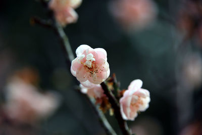 Close-up of pink cherry blossom