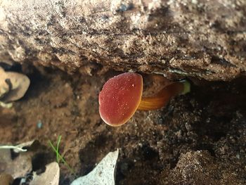 Close-up of mushrooms