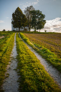 Surface level of footpath amidst trees on field against sky