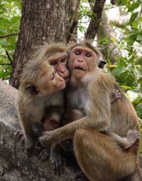 Monkey sitting on tree