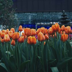 Close-up of red tulips