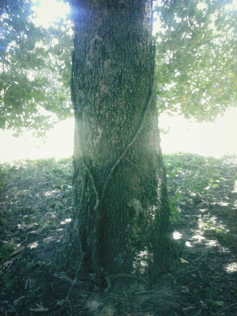 tree, tree trunk, growth, sunlight, nature, tranquility, forest, sky, beauty in nature, day, low angle view, branch, lens flare, green color, sunbeam, tranquil scene, outdoors, no people, sun, close-up