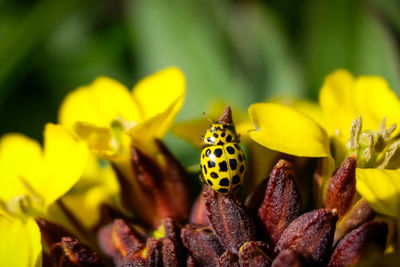 Close-up of yellow ladybug on yellow flower