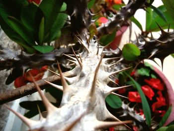 Close-up of plant