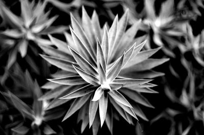 Close-up of flowering plant
