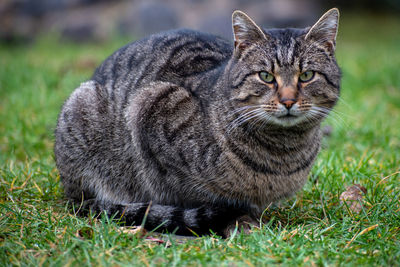 Portrait of a cat on field