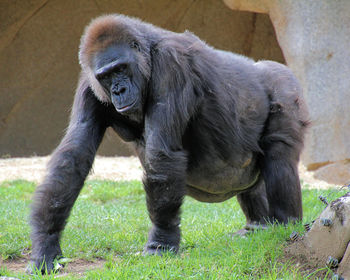 Gorilla strutting in his domain. dominating power. 