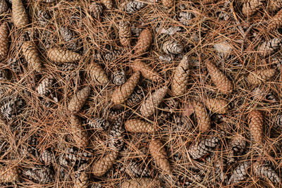 Full frame shot of dry plants on field