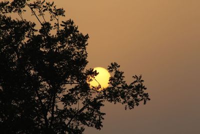 Low angle view of silhouette tree against orange sky