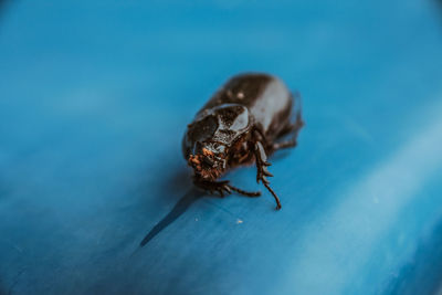 Close-up of spider