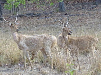 Deer in grass