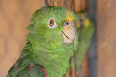 Close-up of parrot