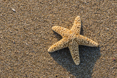 High angle view of starfish on beach