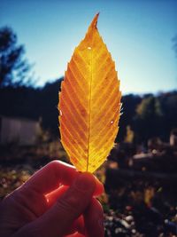 Close-up of hand holding autumn leaves