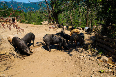 Pigs walking free around on the isle of corsica in france during summertime with a forest 