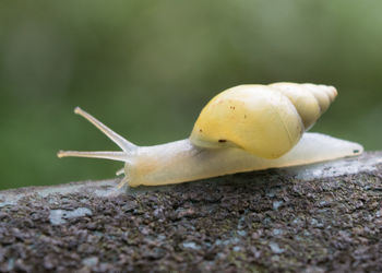 Close-up of snail