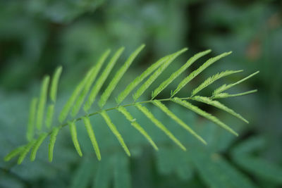 Close-up of fern leaves