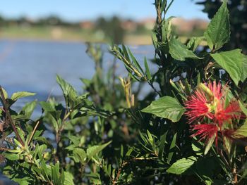 Close-up of flowering plant