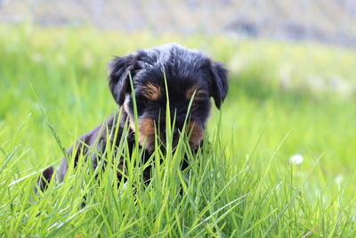 Close-up of a dog looking away