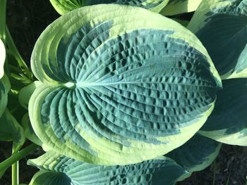 Close-up of fresh green plant