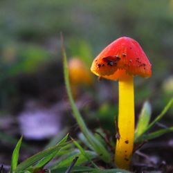 Close-up of mushroom growing on field