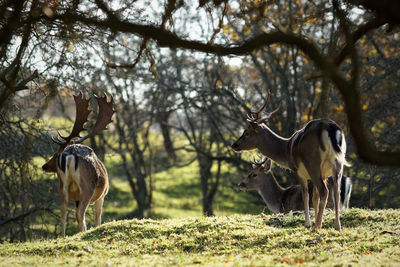 Deer in field