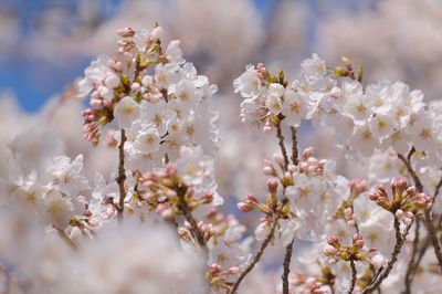 Close-up of white cherry blossoms in spring