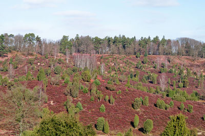 Plants growing on landscape against sky