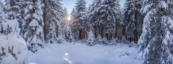 Snow covered land and trees during winter