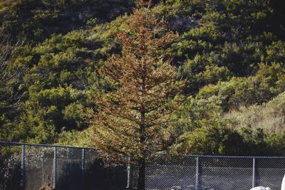 Trees in forest