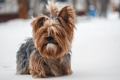 Close-up portrait of dog