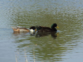 Ducks swimming in lake