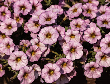 High angle view of pink flowering plants