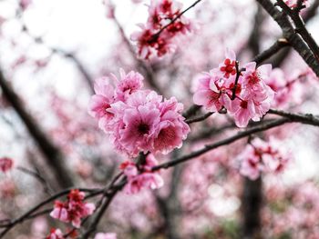 Pink cherry blossoms in spring