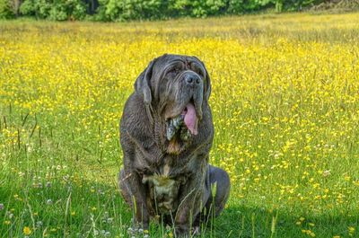 Dog on field