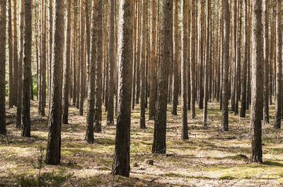 Pine trees in forest