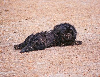 Black dog lying on sand