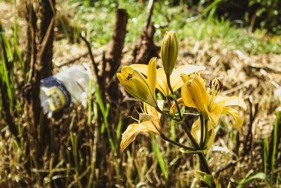 Close-up of yellow flowering plant on field