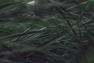 Full frame shot of plants growing on field