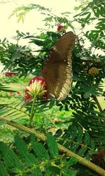 Close-up of butterfly on plant