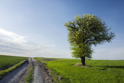 Dirt road amidst field and large tree against sky