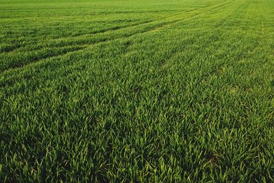 Scenic view of agricultural field