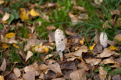 High angle view of autumn leaves on field