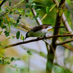 Bird perching on a tree