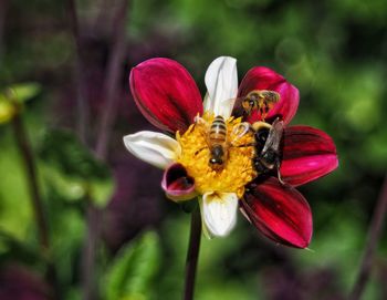 Close-up of insect on red flower