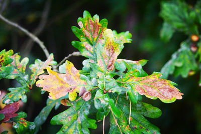 Close-up of leaves on plant during autumn